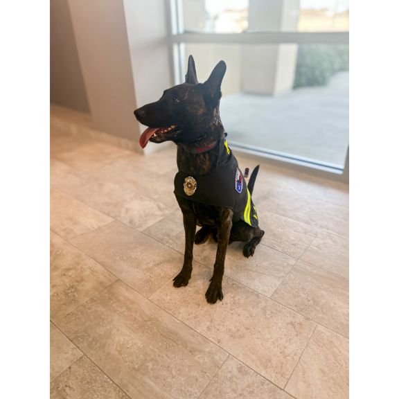 Morning Pride Dog Vests