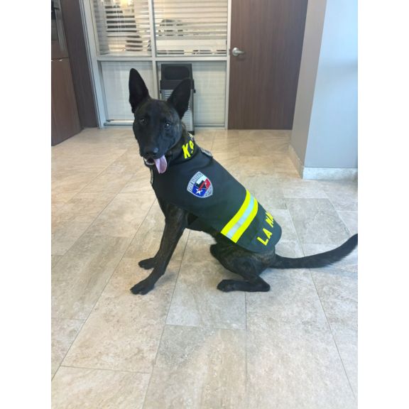 Morning Pride Dog Vests