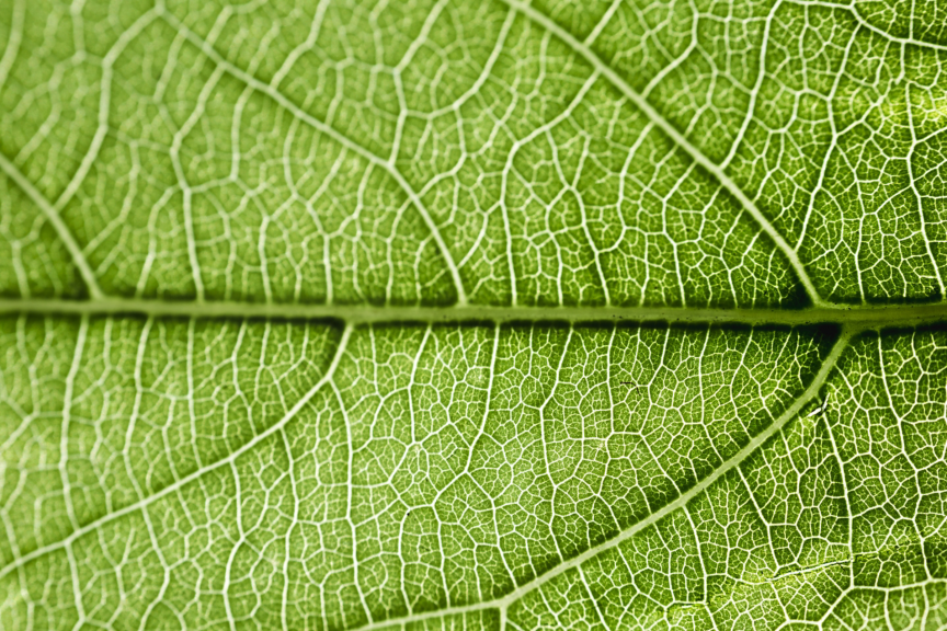 hon-ia-experion-solution-suites-detail-green-leaf.jpg
