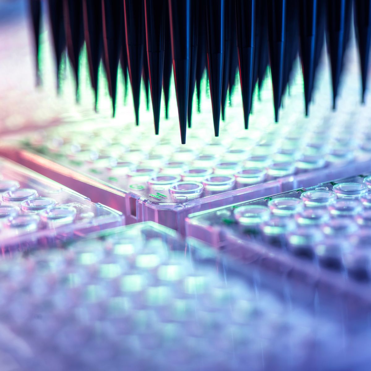Automated analysis, conceptual image. Preparing samples in micro plates using automated pipettes