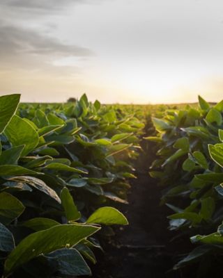 Open soybean field at sunset.Soybean field .