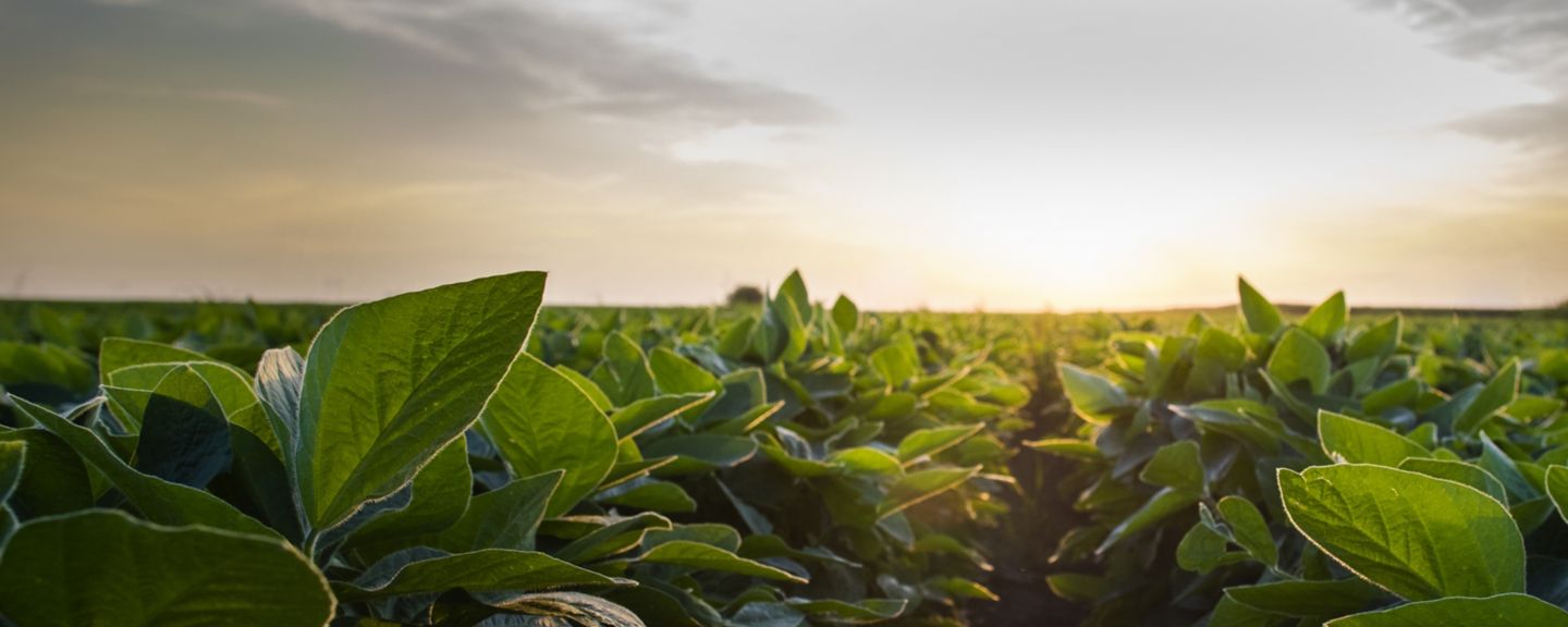 Open soybean field at sunset.Soybean field .