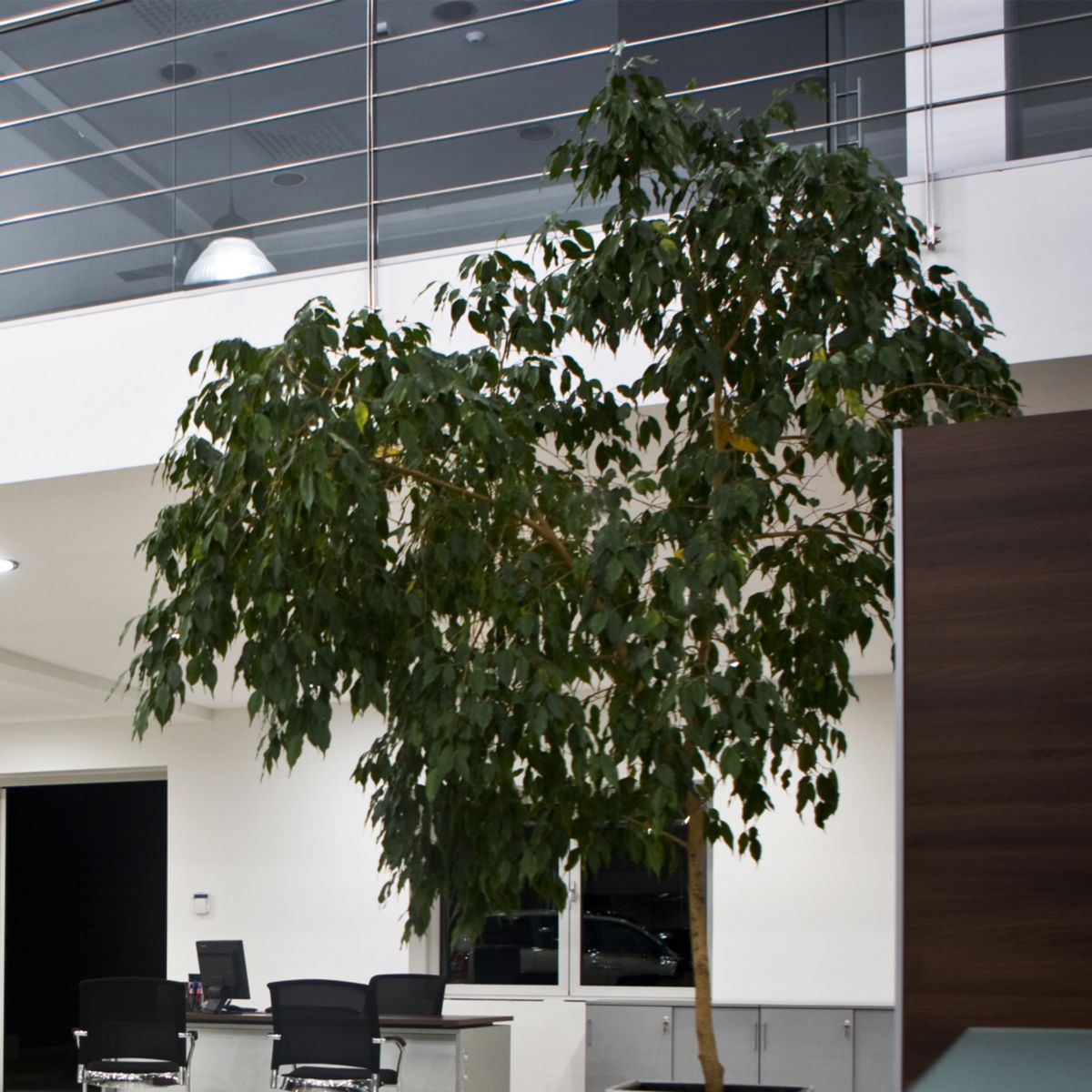 Interior of a modern designed house with plants in the foreground