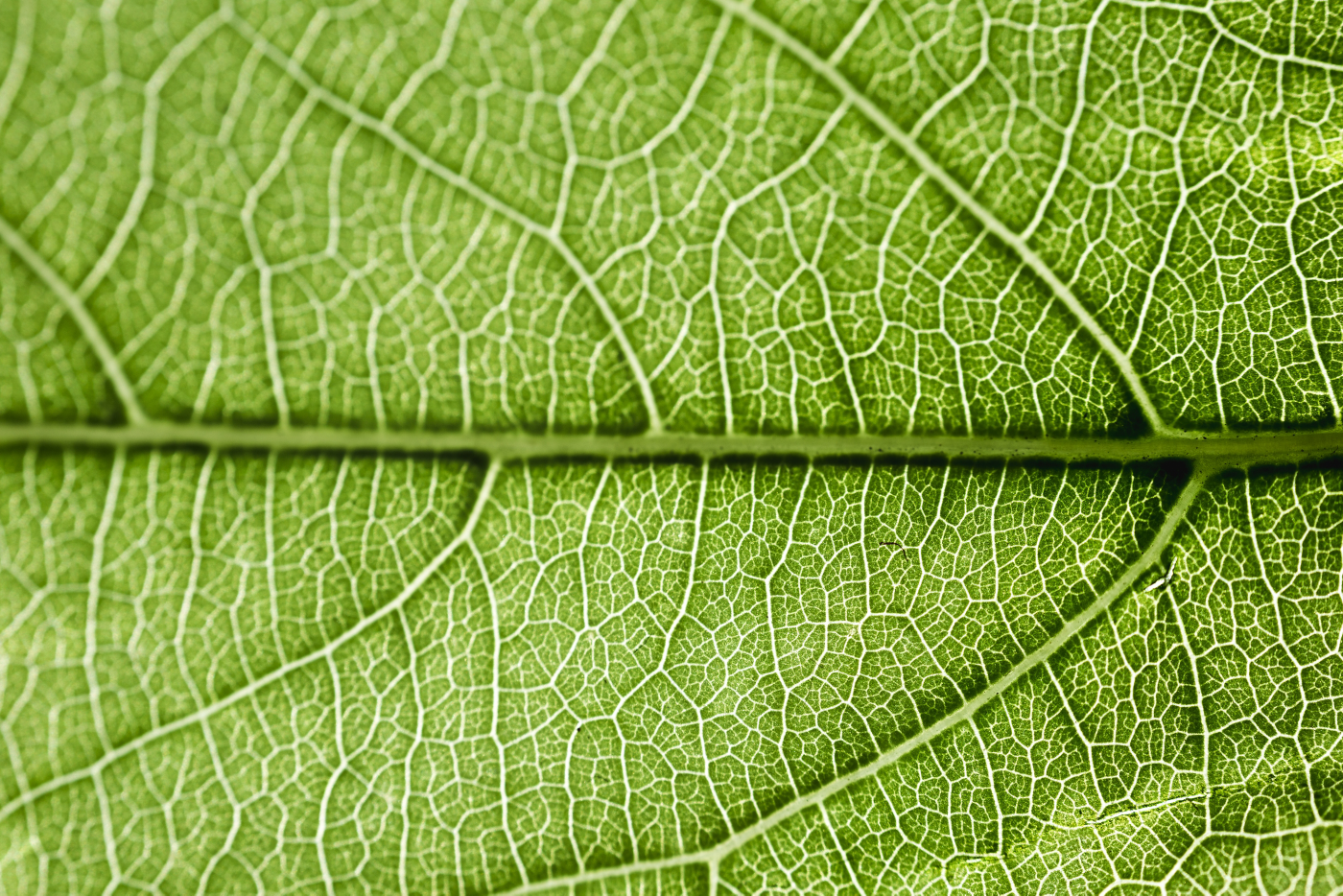 hon-ia-experion-solution-suites-detail-green-leaf.jpg