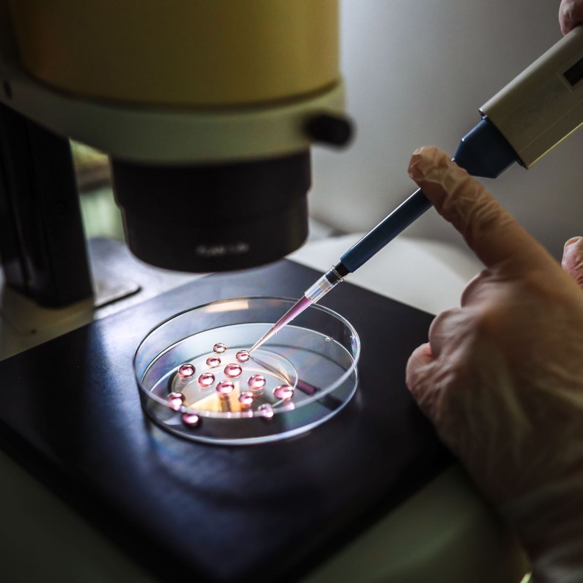 hon-lab-researcher-pipette-petri-dish-microscope-2220527791.jpg